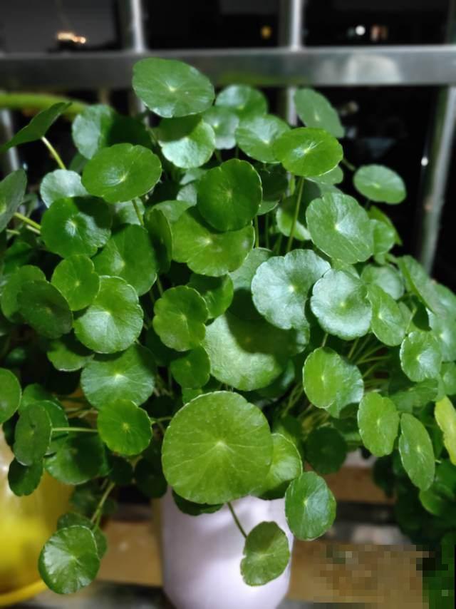 铜钱草发黄还蔫儿?剪几刀,叶子大还绿油油! 铜钱草发黄还蔫儿?剪几刀,叶子大还绿油油!