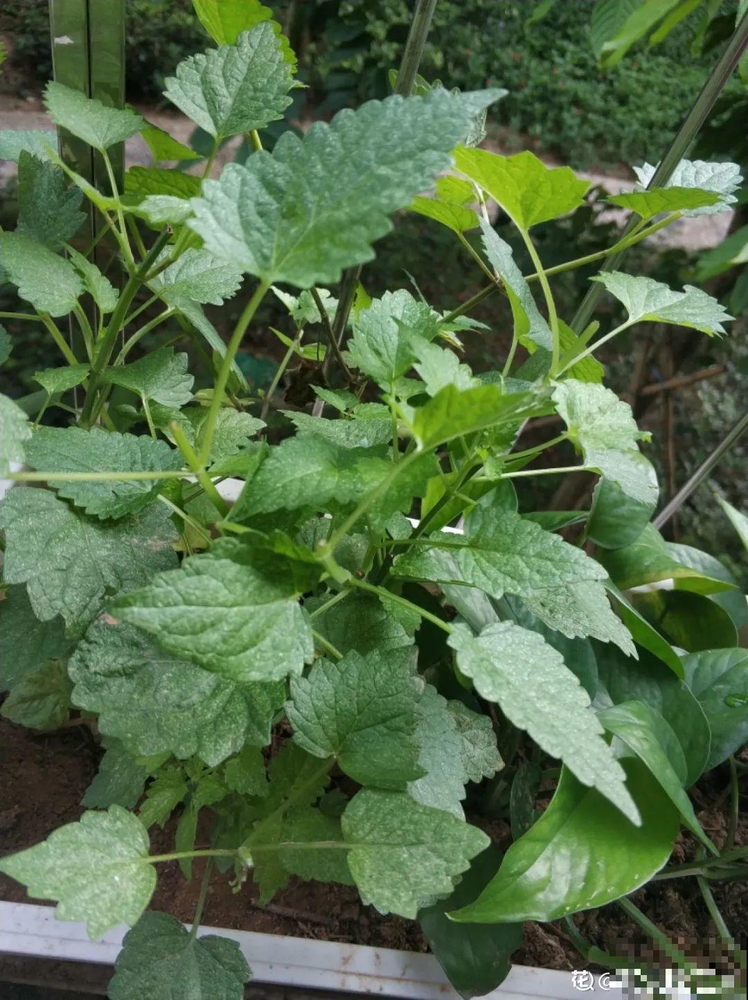 9种花最适合养厨房,去腻吸油烟,香味满屋子! 9种花最适合养厨房,去腻吸油烟,香味满屋子!