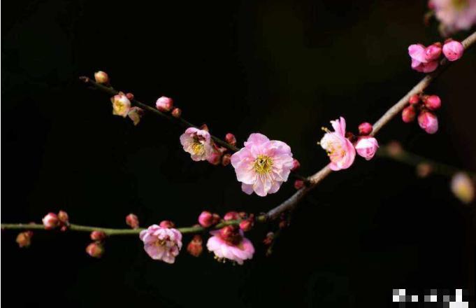 一句诗一种花,根据诗句猜花名,全猜对的是个文化人 一句诗一种花,根据诗句猜花名,全猜对的是个文化人