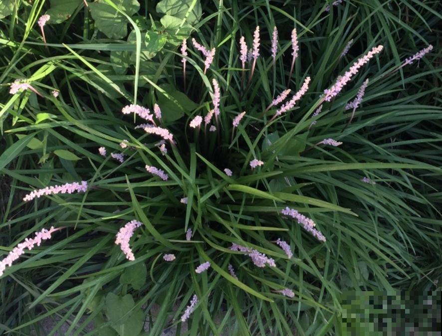 别花钱买了,这花野生一大堆,挖还是不挖? 别花钱买了,这花野生一大堆,挖还是不挖?