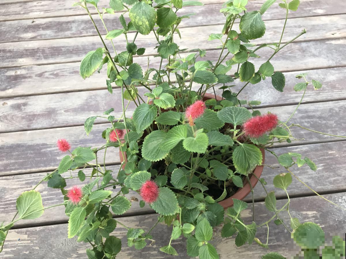 养这5种可爱绿植,毛茸茸的,绿植界萌宠担当! 养这5种可爱绿植,毛茸茸的,绿植界萌宠担当!