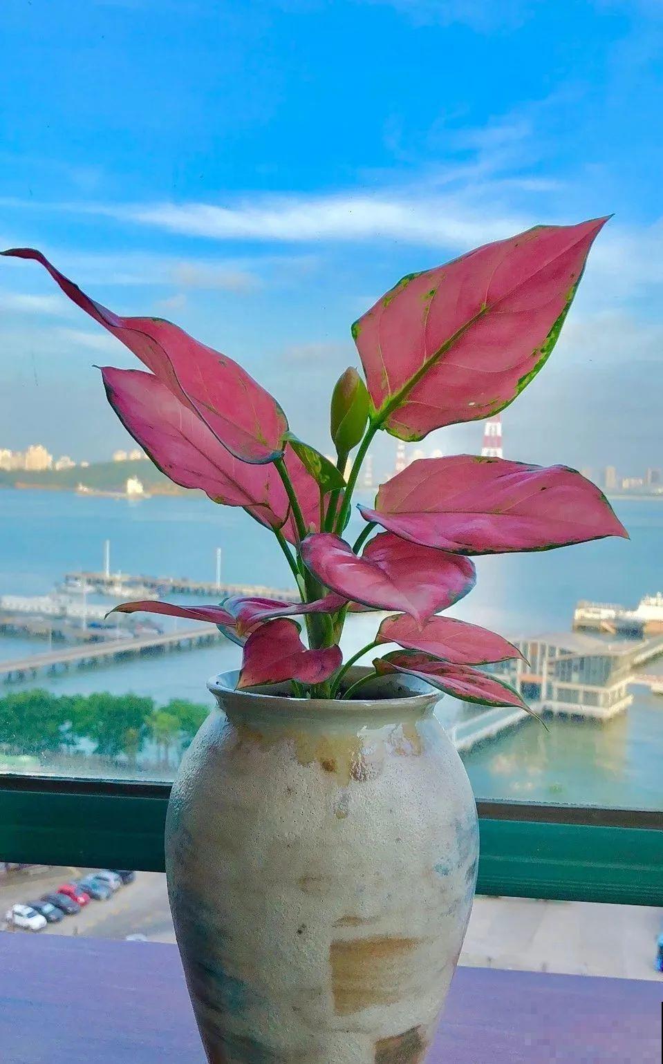 秋天养10种花，个个美得像油画，特别上档次！