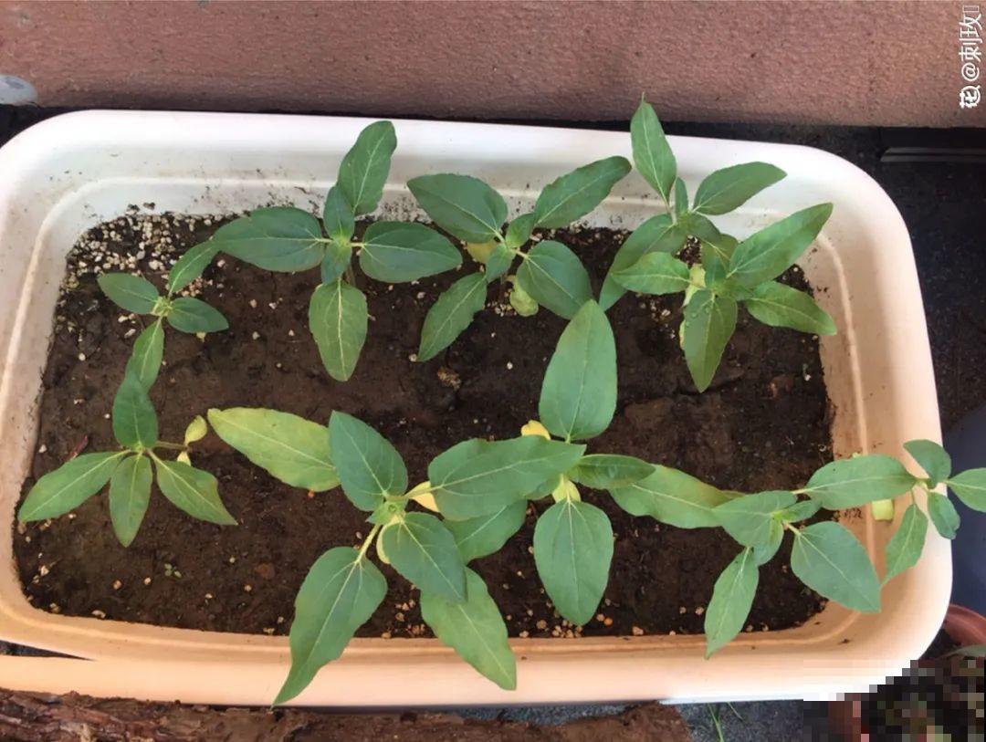 换盆扦插要抓紧，现在正是最佳时期，再晚来不及了！