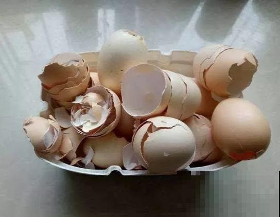 5种错误养花法,招招“致命”,看你有没有中 5种错误养花法,招招“致命”,看你有没有中