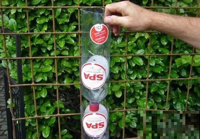 旧筷子、老干妈瓶，都是养花宝贝，做盆浇水都能用！