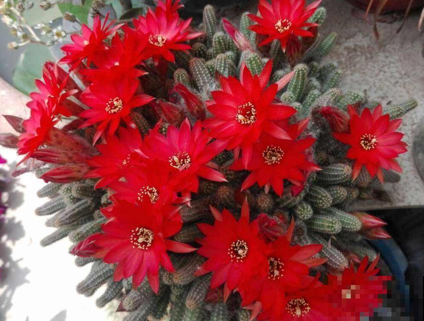 长得最快的多肉，满盆毛毛虫，开花比月季还艳！