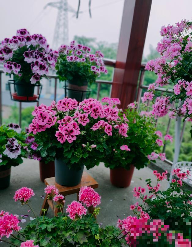 天竺葵最美的20个品种,不养一盆,对不起自己! 天竺葵最美的20个品种,不养一盆,对不起自己!