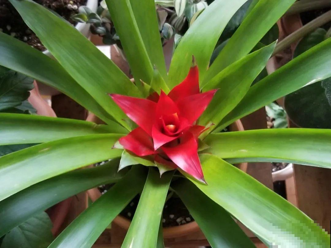 一次性的花，秋天开完就扔了，别浪费时间！