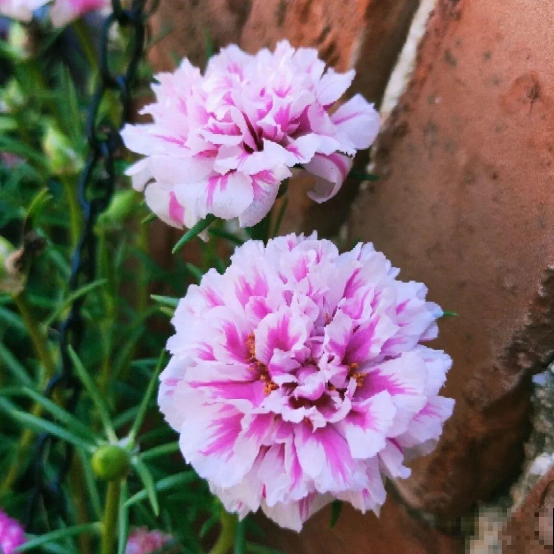 20到养花题，看看你能对几道，对一半就是大神