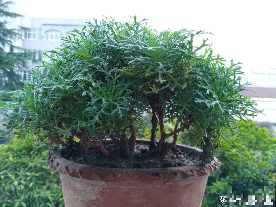 花堆成山,捡到手软,大麻袋都装不下了! 花堆成山,捡到手软,大麻袋都装不下了!