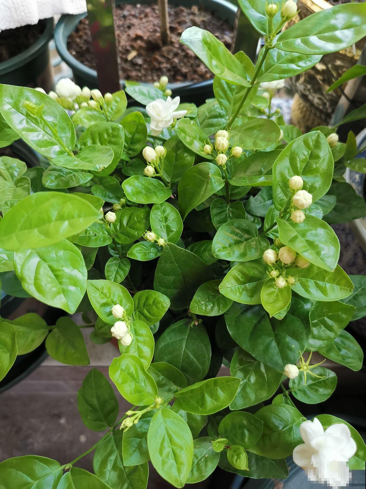 现在气温还不冷,有些情况不能施肥,你家花存在这些情况吗 现在气温还不冷,有些情况不能施肥,你家花存在这些情况吗