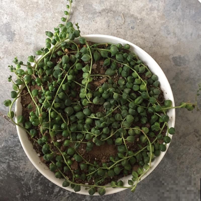 养盆珍珠吊兰,一段枝条平放土上,很快长出嫩根 养盆珍珠吊兰,一段枝条平放土上,很快长出嫩根