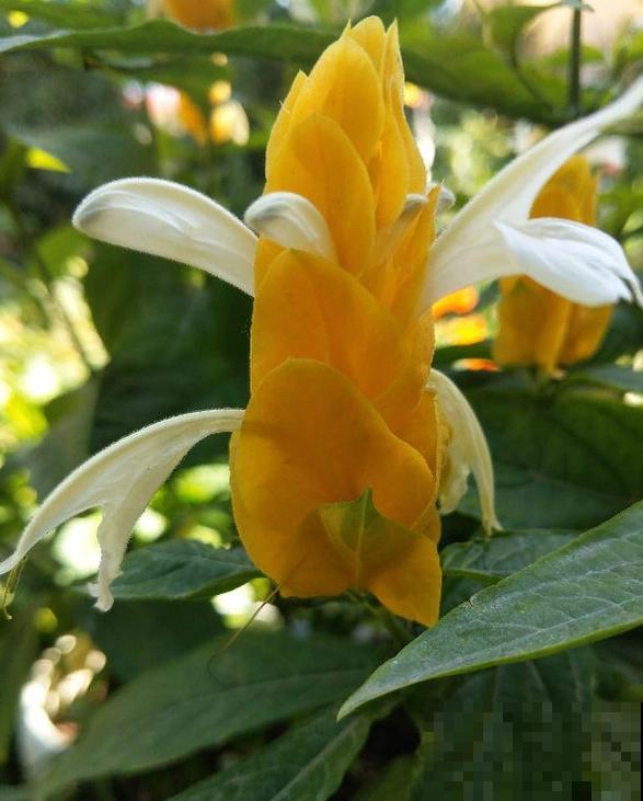 20种秋天开花的植物,外出看到,记得拍照欣赏! 20种秋天开花的植物,外出看到,记得拍照欣赏!