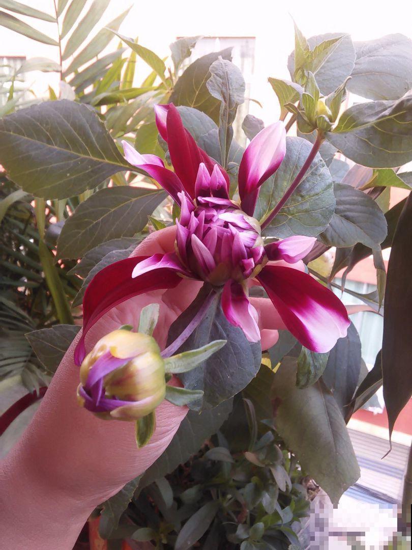 现在给大丽花剪一剪，到秋天，花朵开得比碗大！