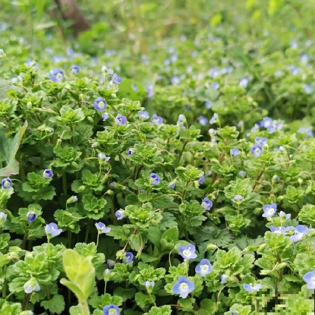 38种入侵植物,全村出来挖,挖完又长一大片 38种入侵植物,全村出来挖,挖完又长一大片