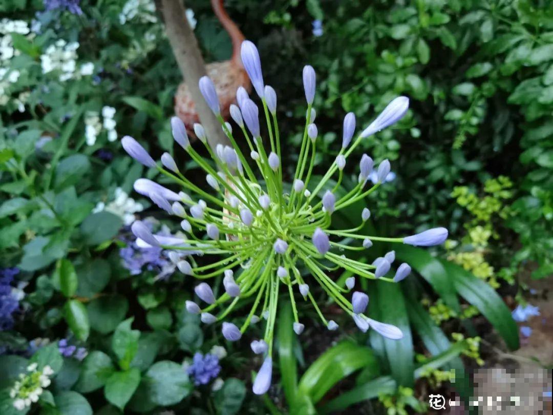 9月生日花，又美又香，寓意极好！