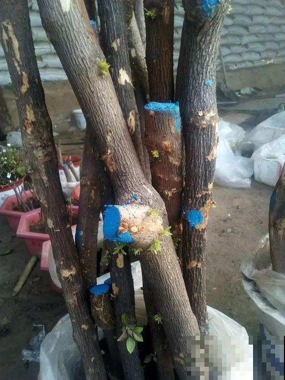 扦插有啥难？1根吸管，插活6盆花，太简单了！