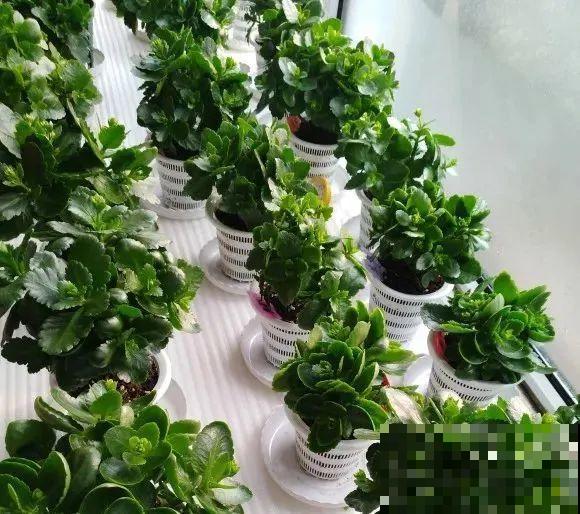 秋老虎来了，9种花进入“死期”，切莫大意！