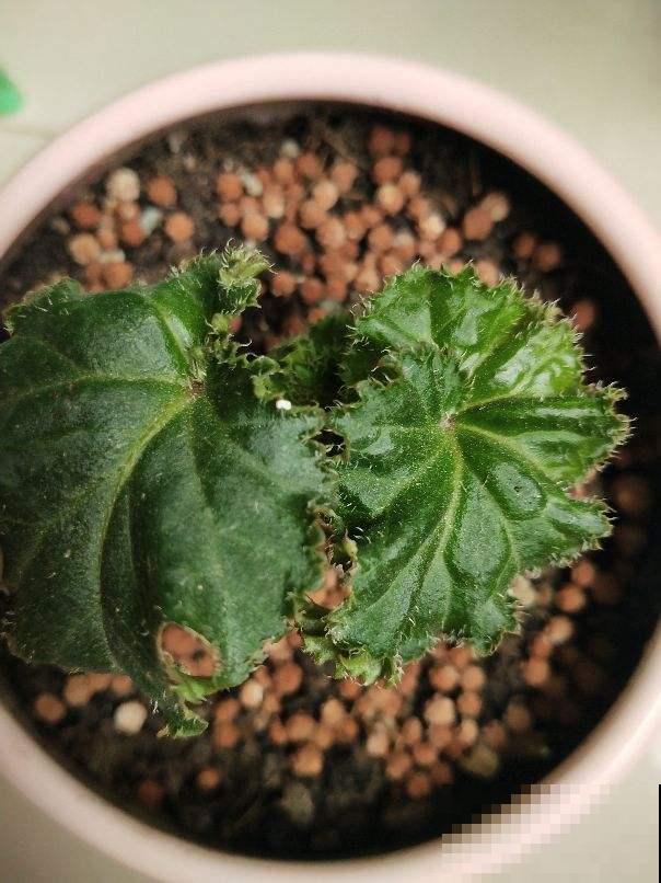 小海绵作用大,剪一刀插枝条,扦插蹭蹭冒白根 小海绵作用大,剪一刀插枝条,扦插蹭蹭冒白根