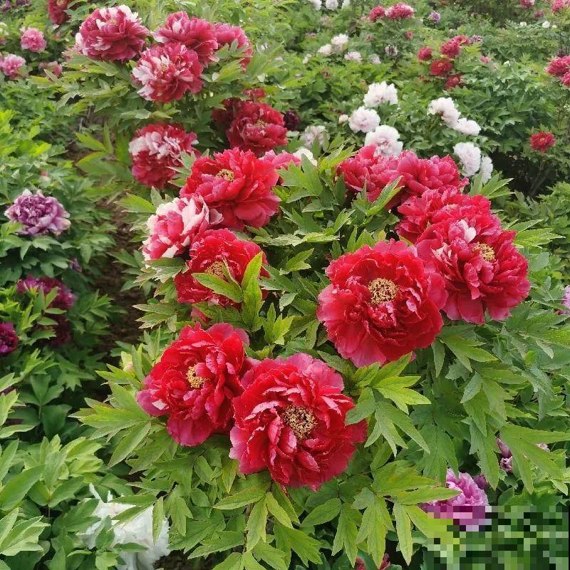 7种花,全是骗人的,白花冤枉钱! 7种花,全是骗人的,白花冤枉钱!