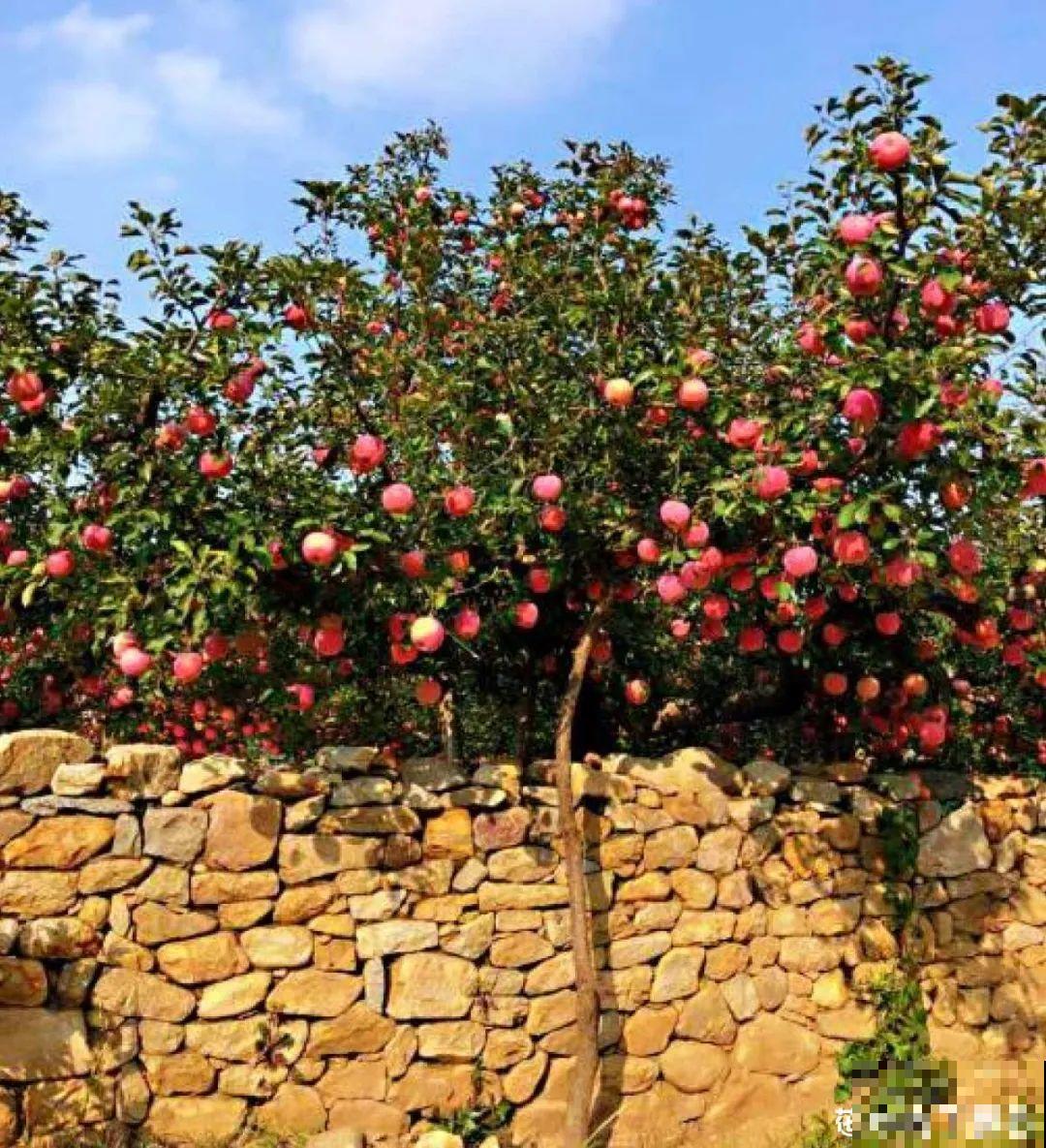 院子里种棵守家果树，镇宅风水好，旺人旺家
