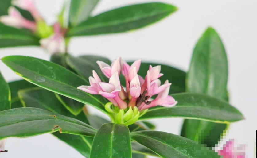 金边瑞香特喜酸,柠檬水浇一浇,开得特欢! 金边瑞香特喜酸,柠檬水浇一浇,开得特欢!