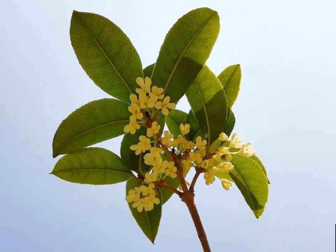 9月生日花，又美又香，寓意极好！