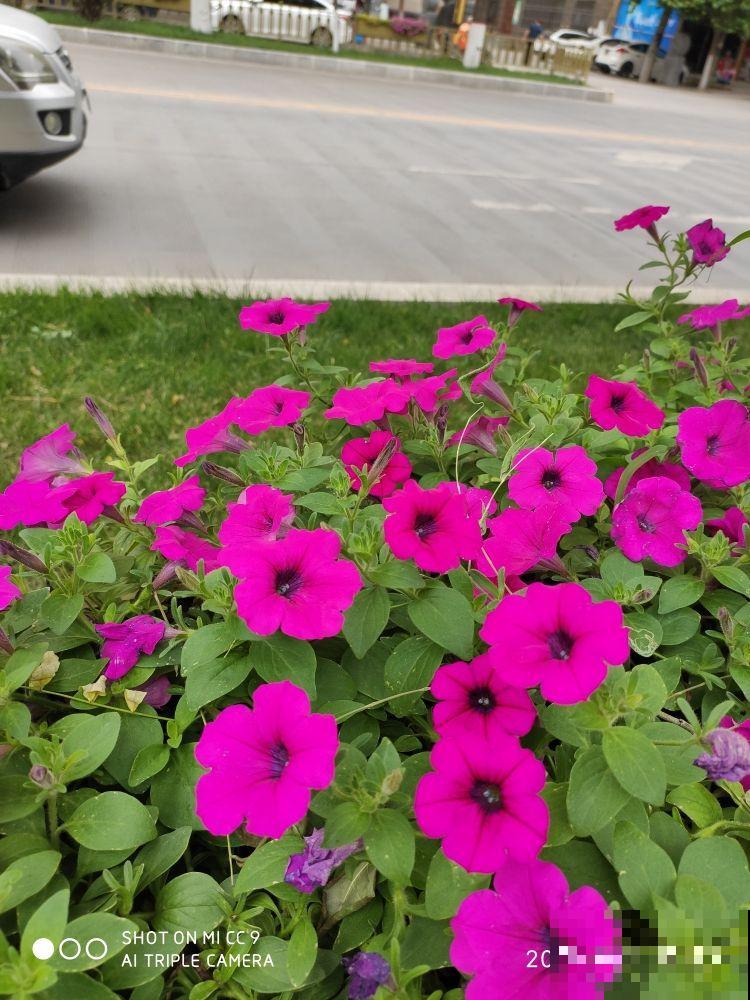 8种花，吊起来养，小阳台也能养成花园