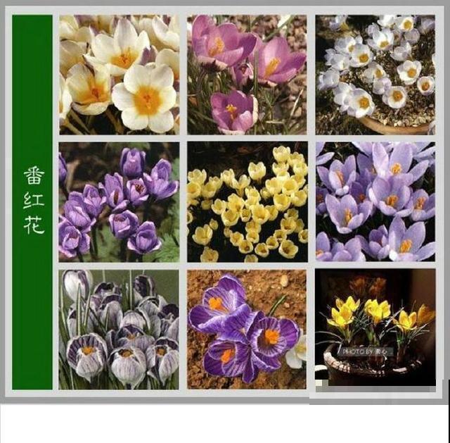 最齐全的《百花图谱》,珍藏起来,路边花都能叫上名! 最齐全的《百花图谱》,珍藏起来,路边花都能叫上名!