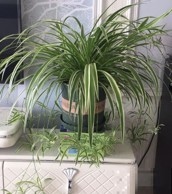 有些花名字叫兰，其实跟兰花没一毛钱关系，别搞错了！