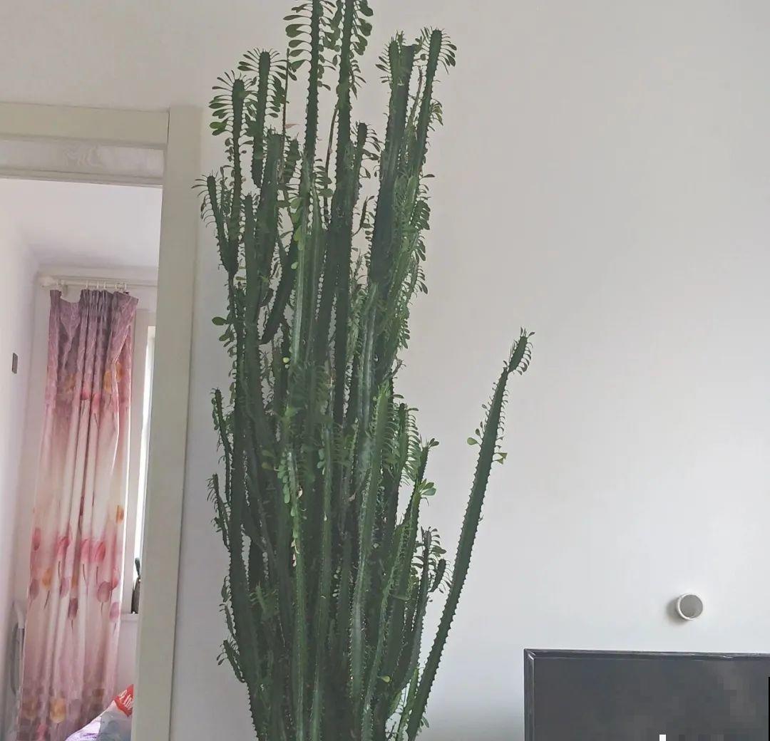 1米7的天竺葵，开花成瀑布，太震撼了