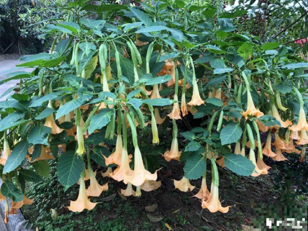 38种入侵植物,全村出来挖,挖完又长一大片 38种入侵植物,全村出来挖,挖完又长一大片