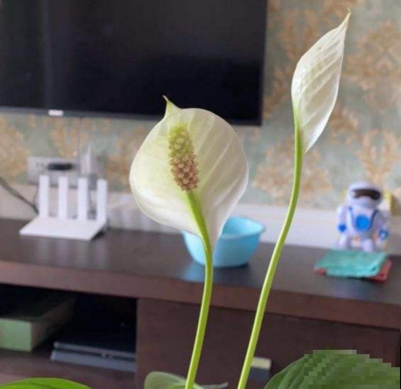 白鹤芋,净化能力特好,种在卧室轻松好梦! 白鹤芋,净化能力特好,种在卧室轻松好梦!