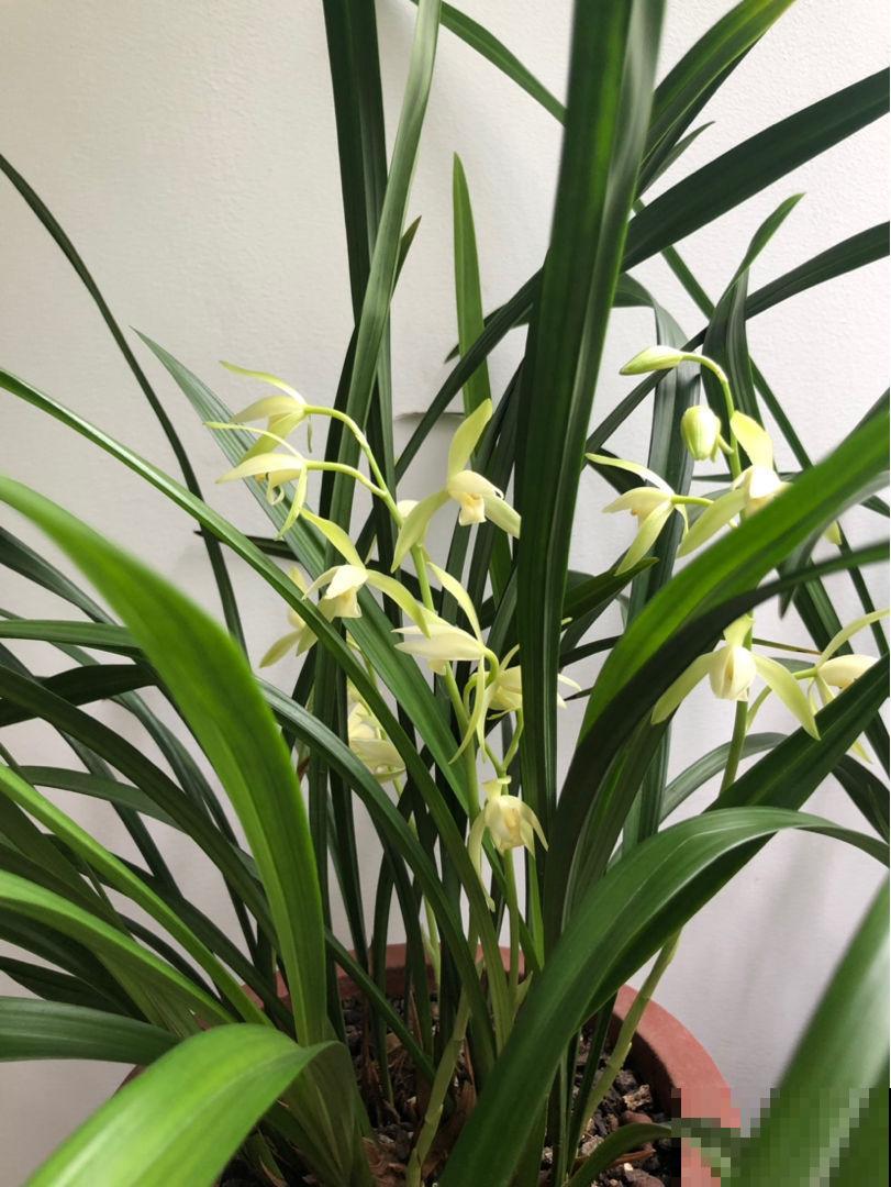 兰花没那么难养，别被吓住了，正常养护就行