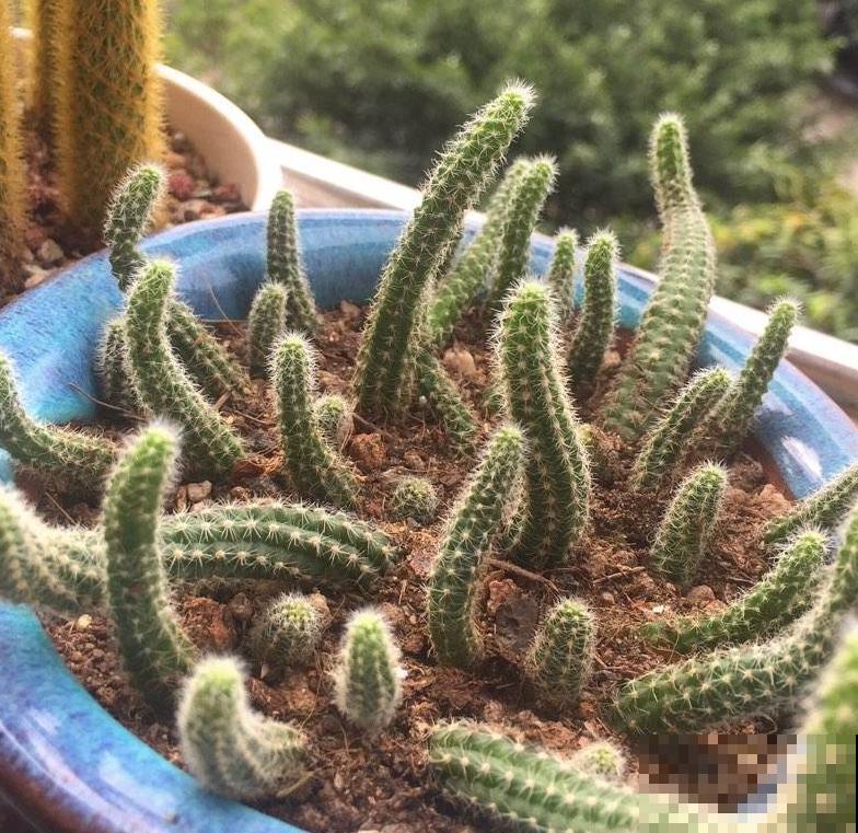 长得最快的多肉，满盆毛毛虫，开花比月季还艳！