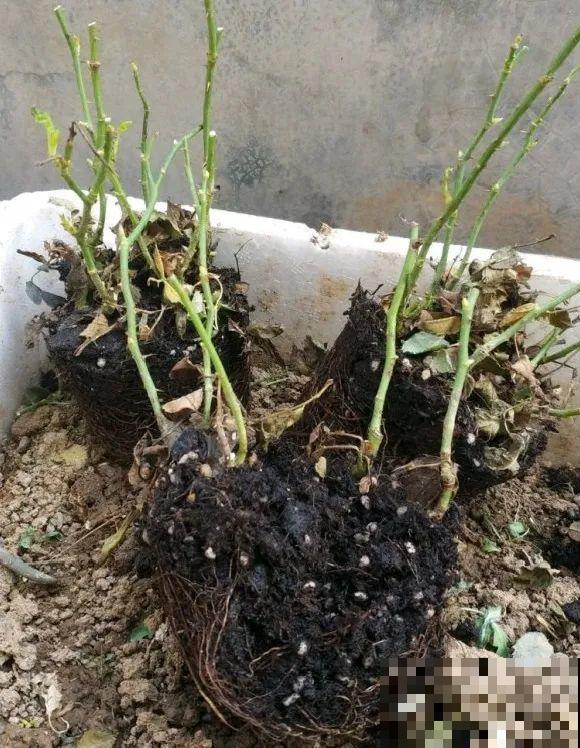 你扔的花,我捡回家,半个月起死回生! 你扔的花,我捡回家,半个月起死回生!