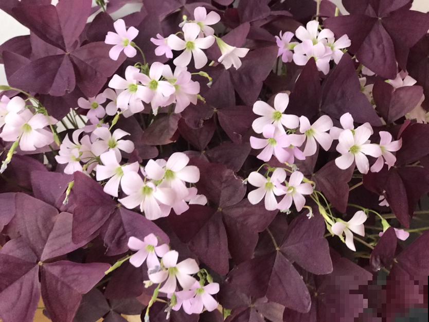 秋天可养的花不少,天竺葵一开就是一大团,好养还喜庆 秋天可养的花不少,天竺葵一开就是一大团,好养还喜庆