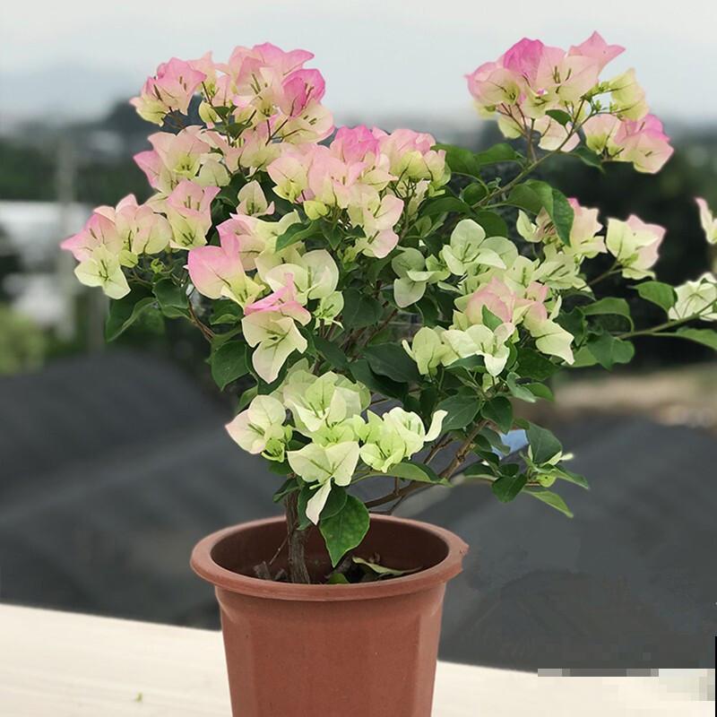 20平的小楼顶，养了100多盆三角梅，花团锦簇美不胜收！