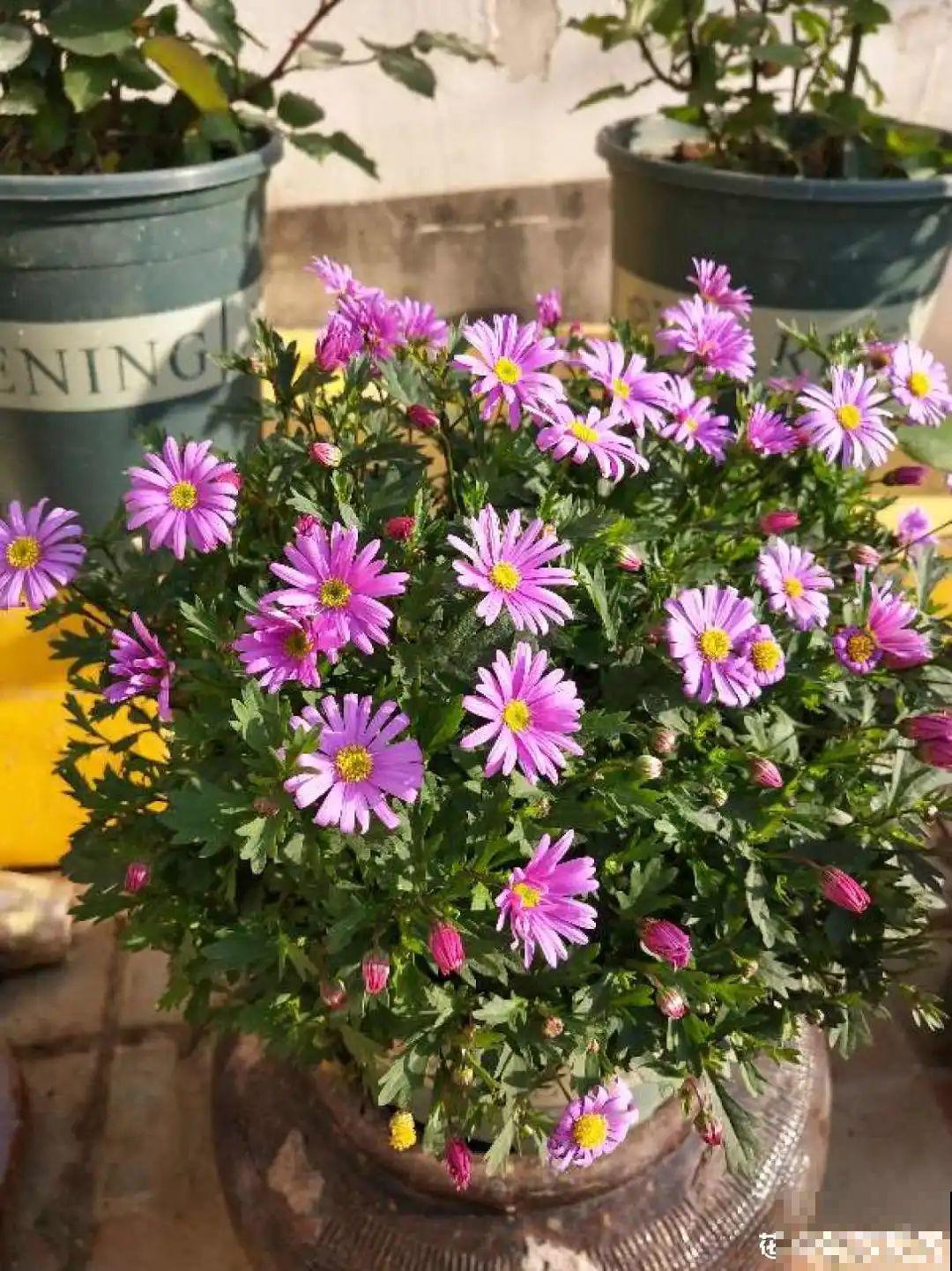 养花最重要的就是选花盆，花盆选错了，花都长不好