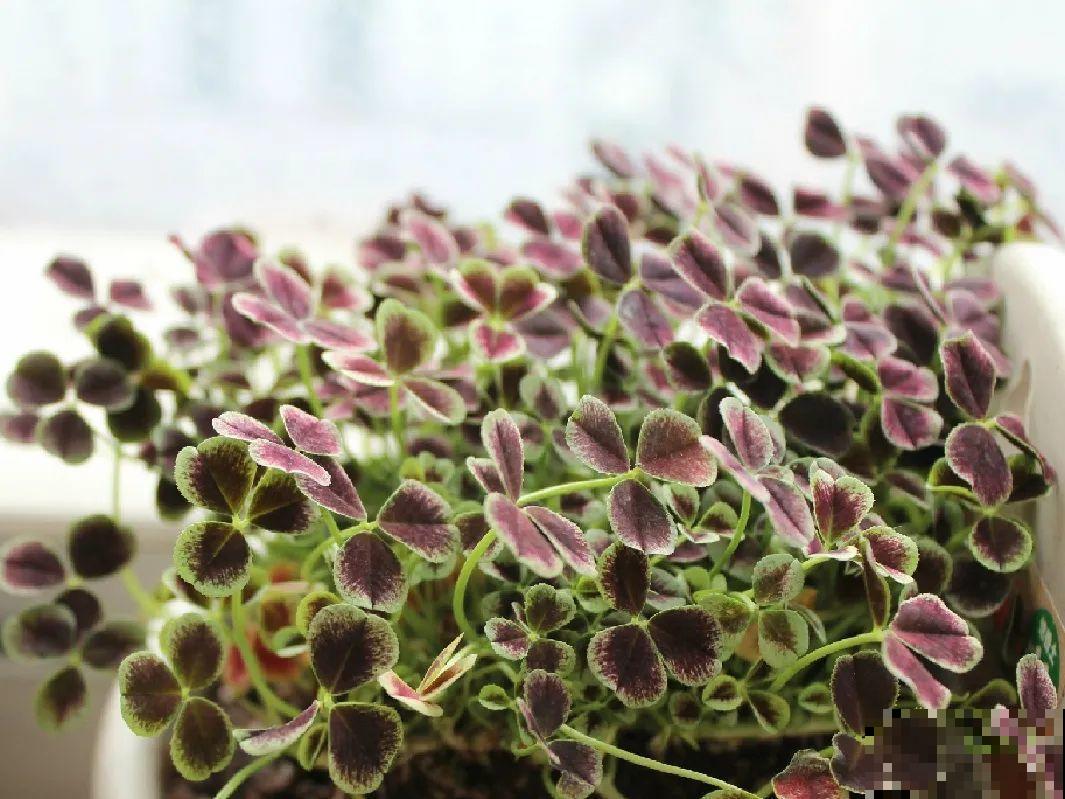 这花被人工培育了,叶子变异后,可以这么美! 这花被人工培育了,叶子变异后,可以这么美!