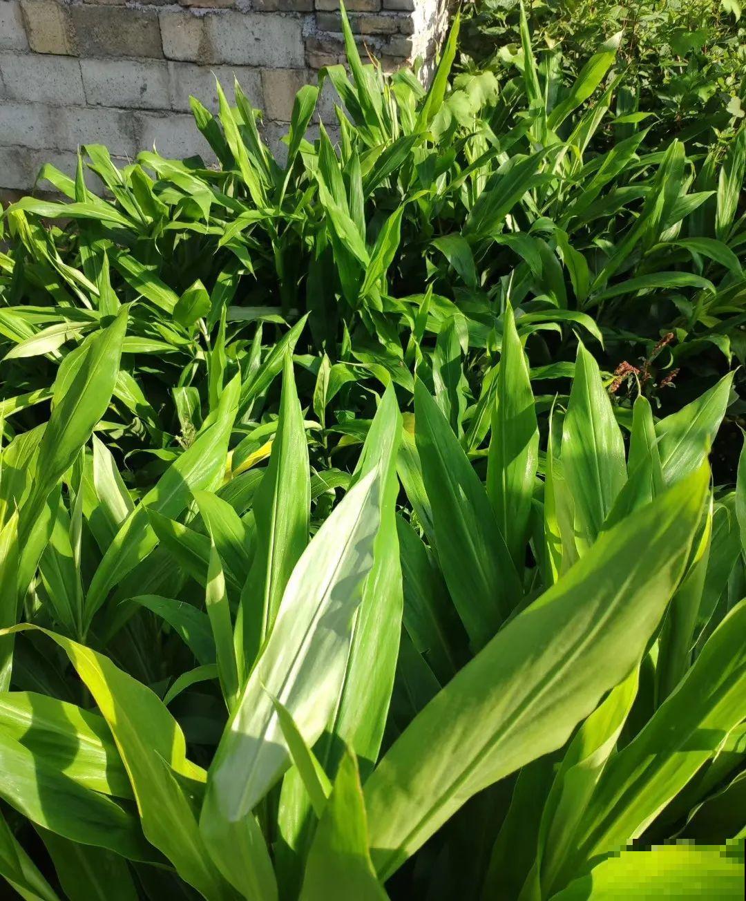 秋天野菜贵如金，赶紧上山挖，很快就老了