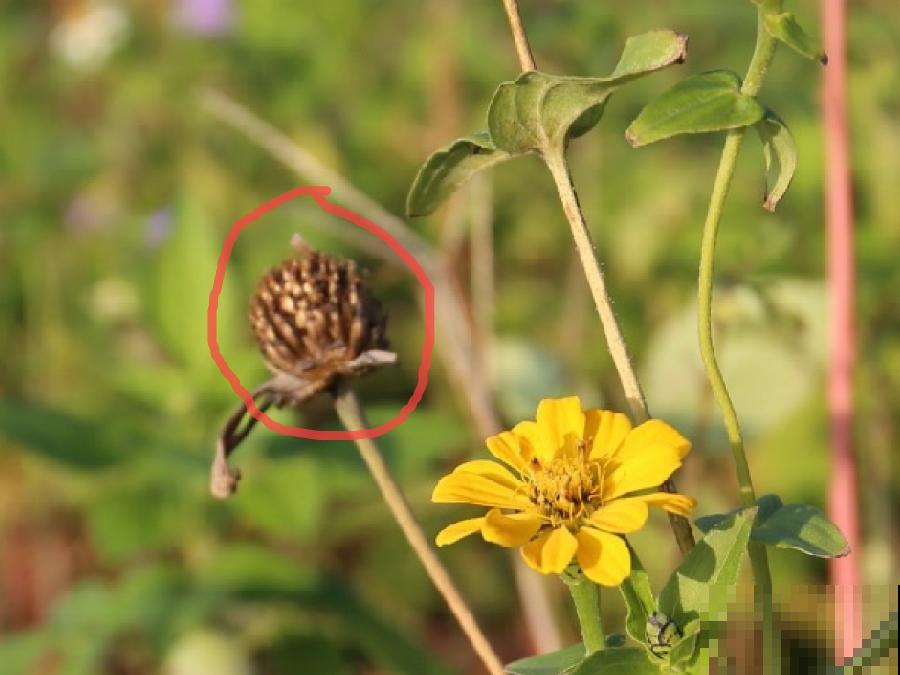 一次性的花，秋天开完就扔了，别浪费时间！