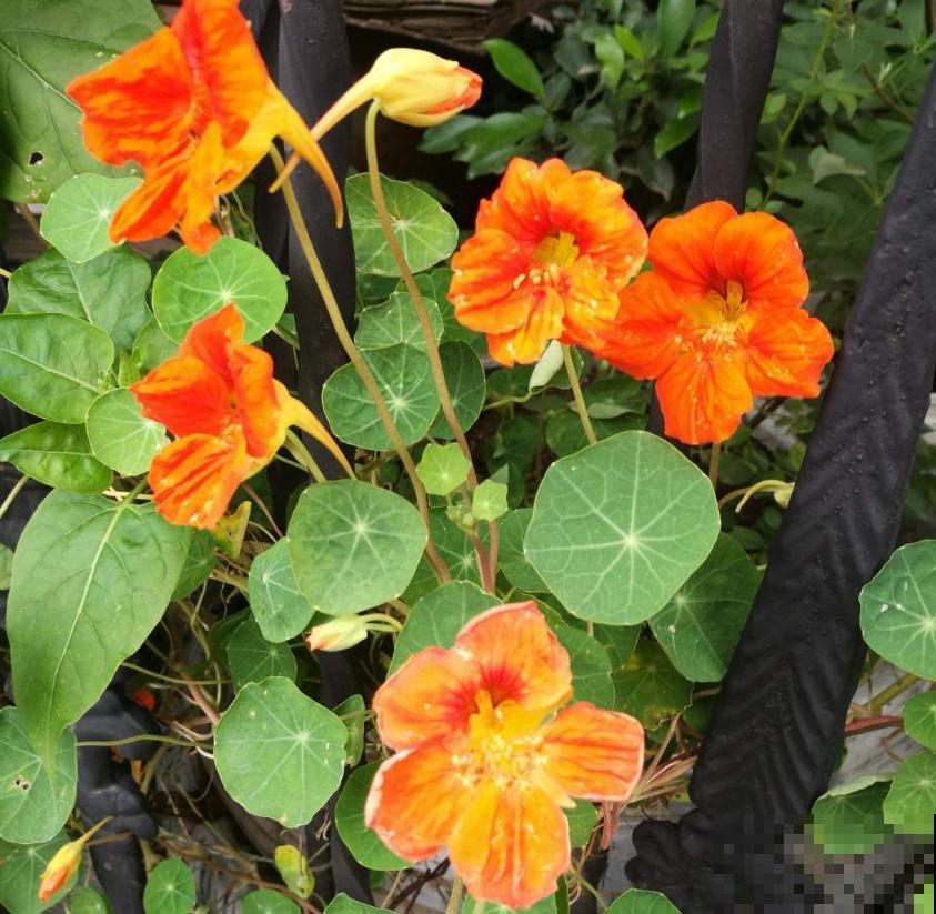 秋天快养旱金莲，花期特长，一年开三季！