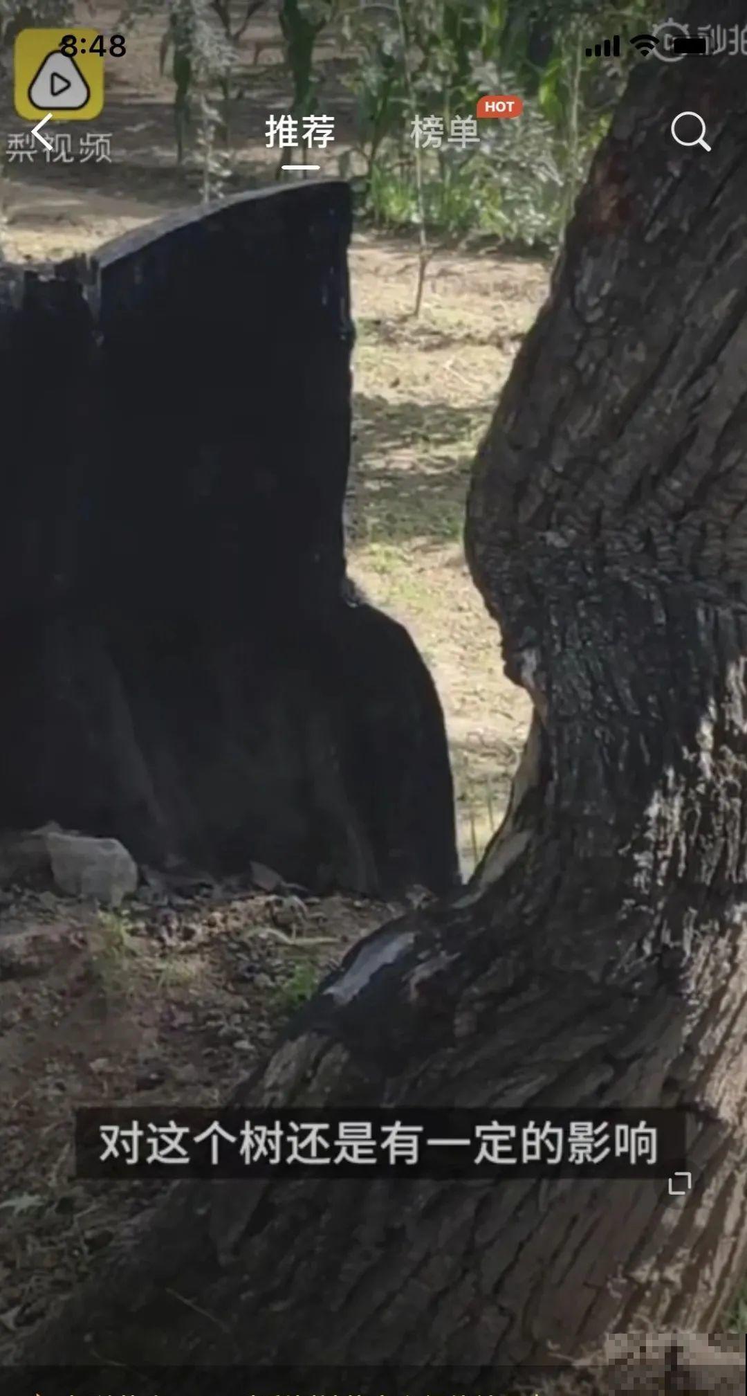 407岁古树，熊孩子玩火烧坏，只剩树皮还能活？