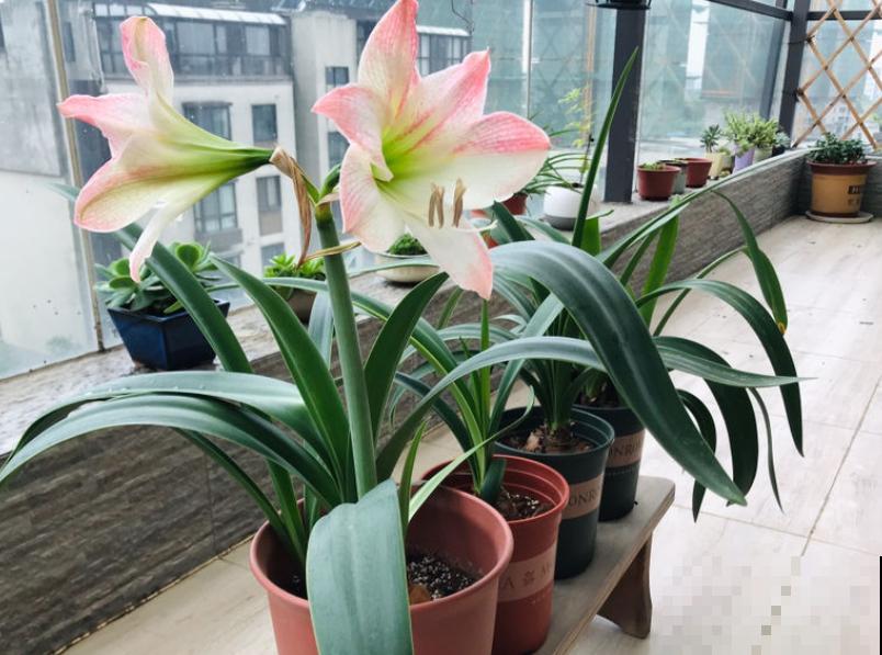 家花与野花的区别，一个娇贵、一个强悍，你更喜欢哪一种？