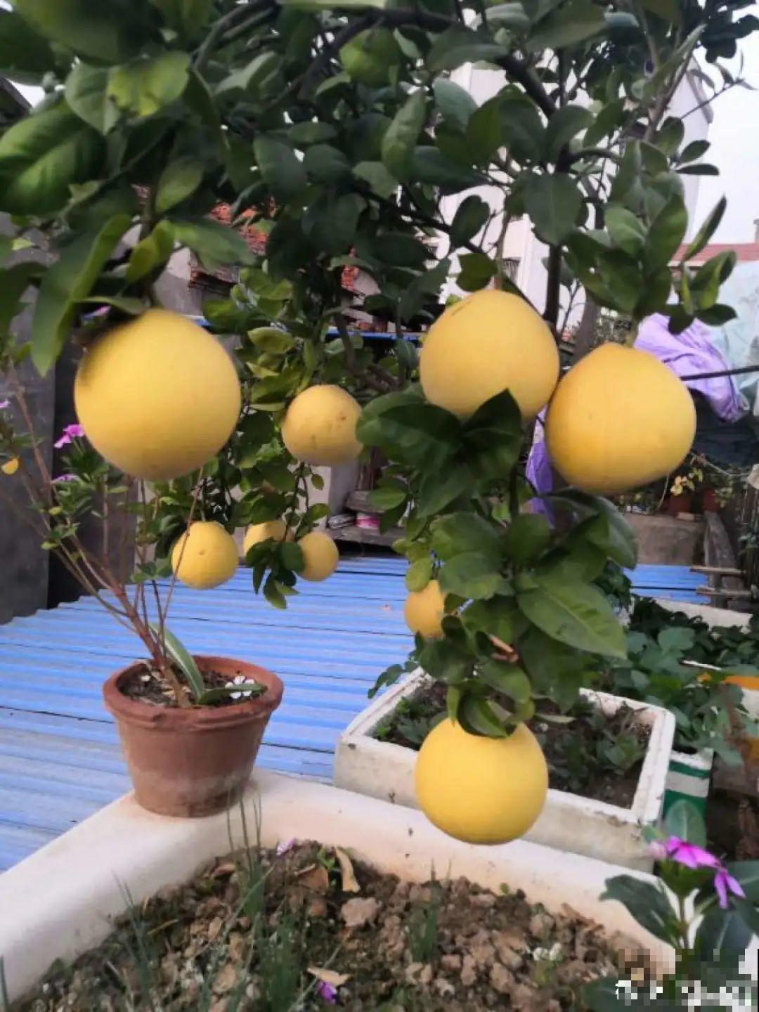 院子里种棵守家果树,镇宅风水好,旺人旺家 院子里种棵守家果树,镇宅风水好,旺人旺家