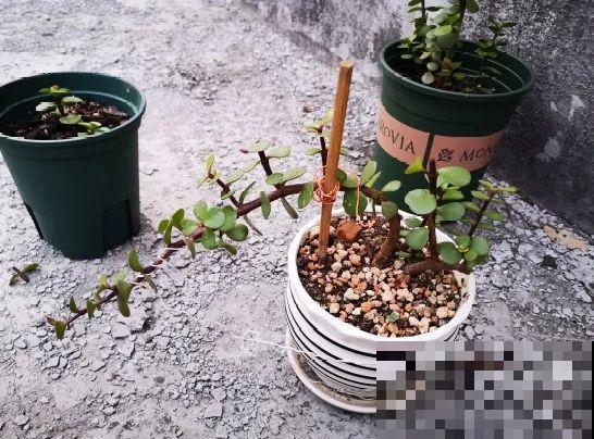 养金枝玉叶,剪成“歪脖子”,越歪越值钱! 养金枝玉叶,剪成“歪脖子”,越歪越值钱!