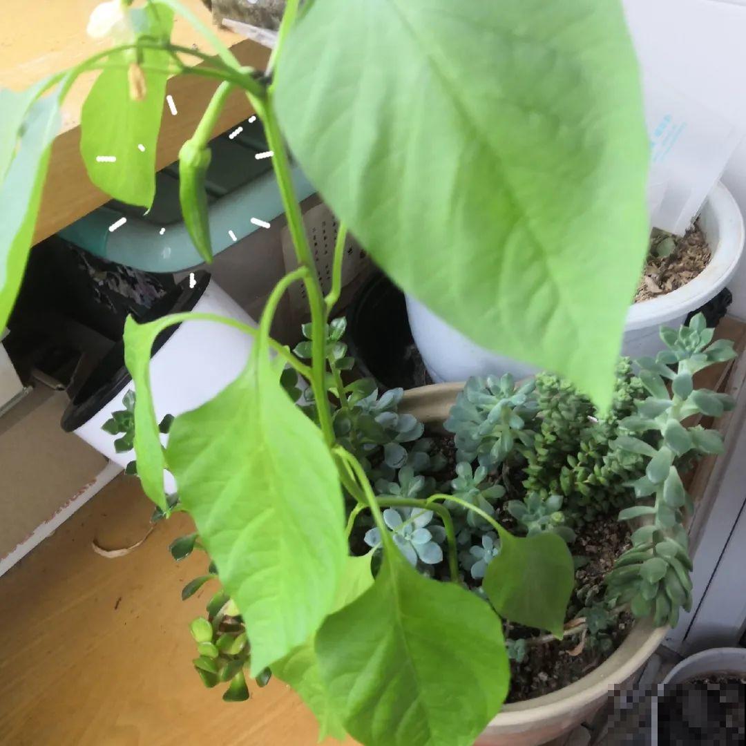 盆面冒杂草，到底拔不拔？