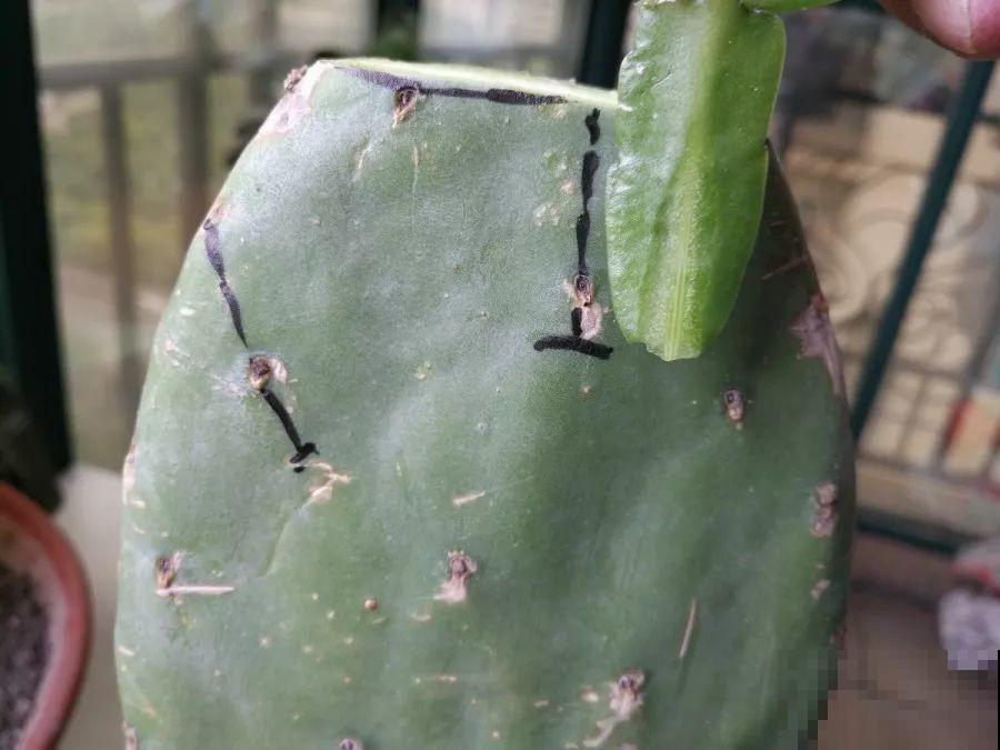 嫁接达人,玉树嫁接长寿上,花友直呼内行! 嫁接达人,玉树嫁接长寿上,花友直呼内行!