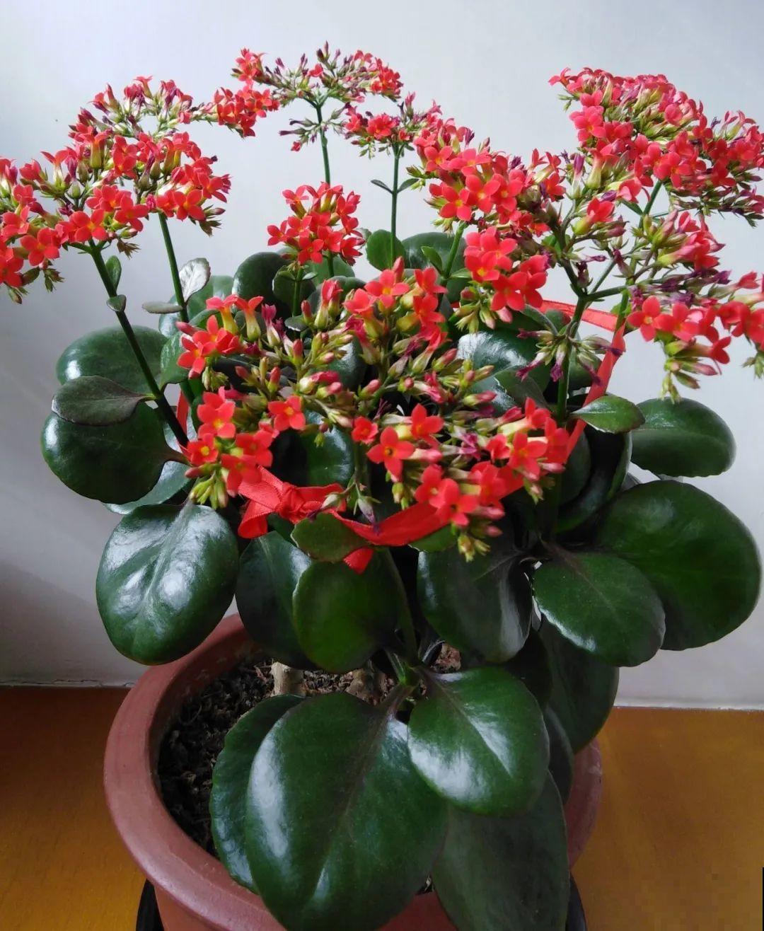 1米7的天竺葵，开花成瀑布，太震撼了